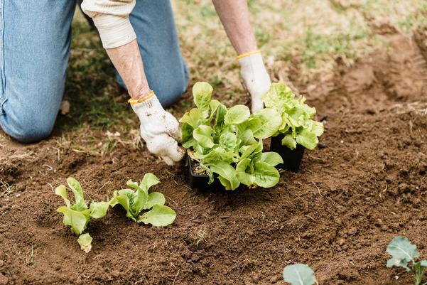 It's Time to Think Fall: Your Late-Summer Garden Checklist
