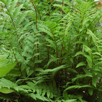 Athyrium filix-femina - 'Lady in Red' Red Lady Fern