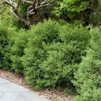 Buxus microphylla var. japonica 'Wintergreen' (Boxwood) - Wintergreen Boxwood