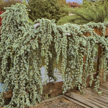 Cedrus atlantica 'Glauca Pendula' (Weeping Blue Atlas Cedar) - Glauca Pendula Weeping Blue Atlas Cedar