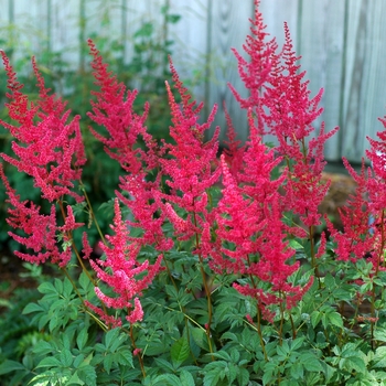 Astilbe x arendsii 'Radius' (Astilbe) - Radius Astilbe
