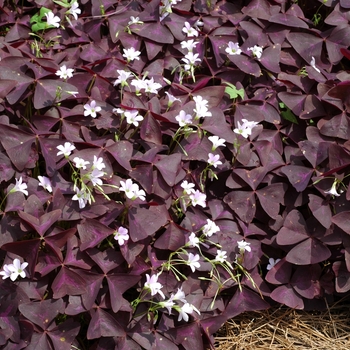 Oxalis regnellii - 'Purpurea' Ornamental Purple Shamrock