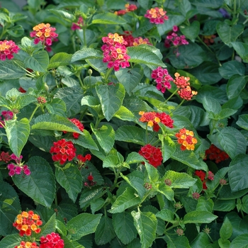 Lantana camara - Confetti&trade;