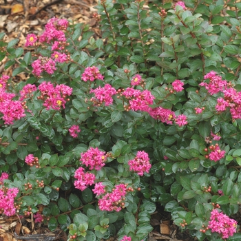 Lagerstroemia indica ''Pocomoke'' (Crape Myrtle) - Pocomoke Crape Myrtle
