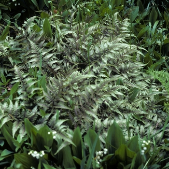 Athyrium frangulum - Painted Lady Fern