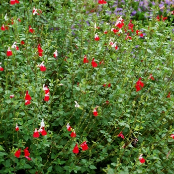 Salvia microphylla - 'Hot Lips'