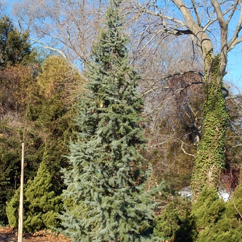 Cedrus atlantica 'Glauca Fastigiata' (Blue Atlas Cedar) - Glauca Fastigiata Blue Atlas Cedar