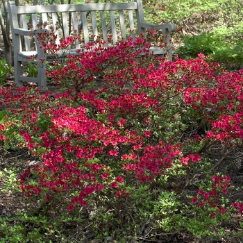 Azalea - Assorted Azalea
