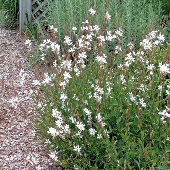 Multiple Varieties - Gaura - Whirling Butterflies