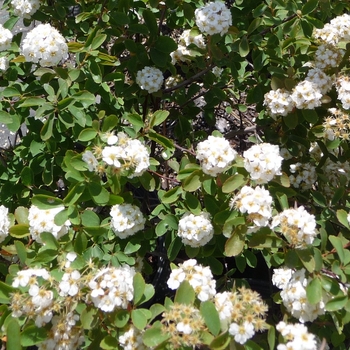 Spiraea prunifolia (Bridal Wreath Spirea) - Bridal Wreath Spirea
