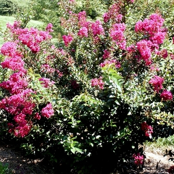 Lagerstroemia indica - 'Dynamite' Crapemyrtle