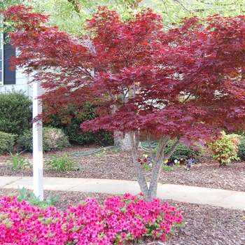 Acer palmatum (Japanese Maple) - Japanese Maple