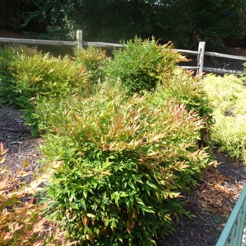 Nandina domestica 'Gulf Stream' - Gulf Stream