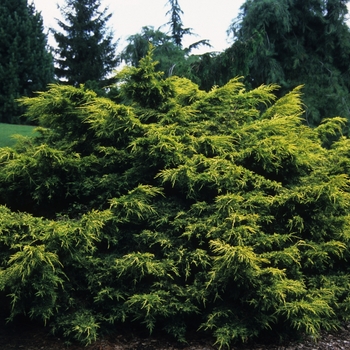 Juniperus chinensis 'Saybrook Gold' (Saybrook Gold Juniper) - Saybrook Gold Saybrook Gold Juniper