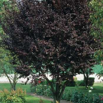 Prunus cerasifera - Purple Leaf Plum