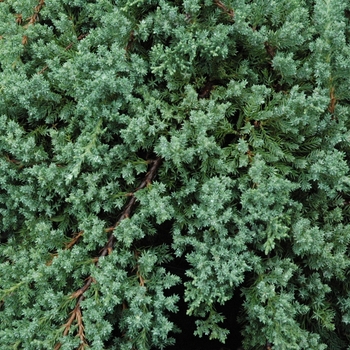 Juniperus procumbens 'Nana' (Japanese Garden Juniper) - Nana Japanese Garden Juniper