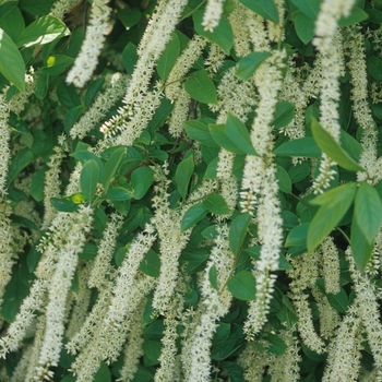 Itea virginica - 'Henry's Garnet' Henry's Garnet