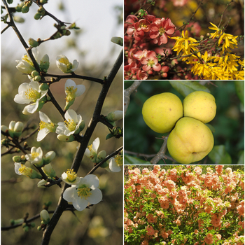 Chaenomeles 'Multiple Varieties' (Flowering Quince) - Multiple Varieties Flowering Quince