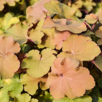 Heuchera - 'Caramel' Coral Bells