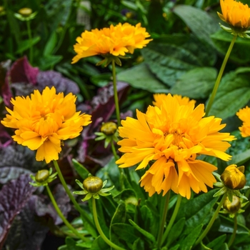 Coreopsis grandiflora - Early Sunrise Tickseed