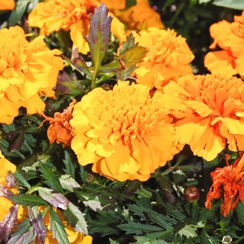 Tagetes erecta (African Marigold) - Inca II&trade; 'Orange'