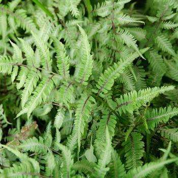 Athyrium niponicum 'Red Beauty' (Japanese Painted Fern) - Red Beauty Japanese Painted Fern