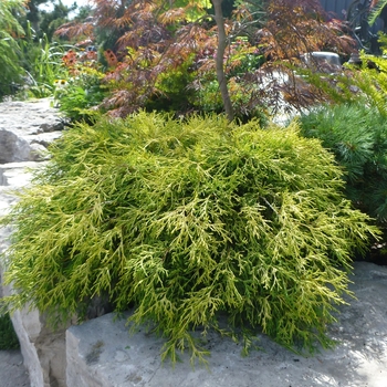 Chamaecyparis pisifera 'Sungold' (Japanese Falsecypress) - Sungold Japanese Falsecypress
