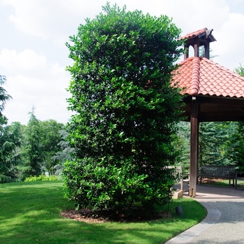 Ilex x - Holly 'Nellie R. Stevens'