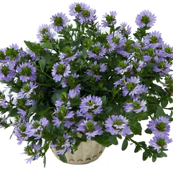 Scaevola - 'Blue Angel' Fan Flower