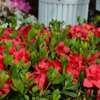 Rhododendron (Azalea) - Encore&reg; 'Autumn Bonfire&reg;'