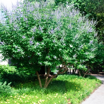 Vitex agnus-castus (Chaste Tree) - Chaste Tree