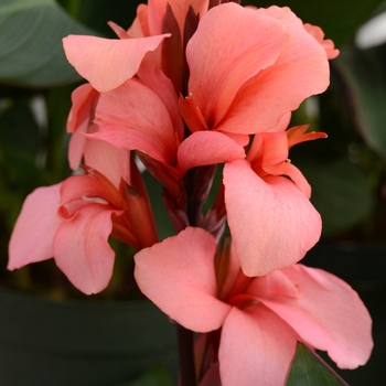 Canna x generalis (Canna Lily) - Cannova&reg; 'Mango'