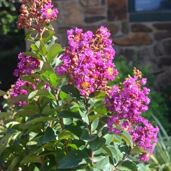 Lagerstroemia Crapemyrtle Pink Velour - Crapemyrtle Pink Velour