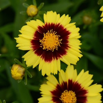 Coreopsis hybrida - UpTick&trade; Yellow & Red 