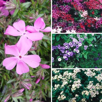 Phlox - Assorted Creeping Phlox