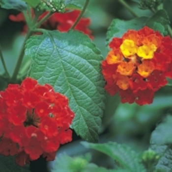 Lantana camara 'Dallas Red' - Dallas Red Lantana