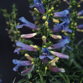 Penstemon heterophyllus - 'Electric Blue' Beardtongue