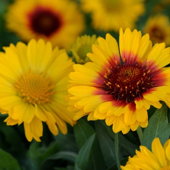 Gaillardia x grandiflora (Blanket flower) - Mesa&trade; 'Bright Bicolor'