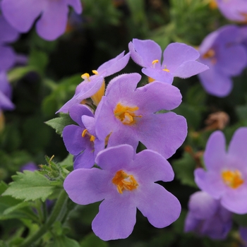 Sutera cordata (Bacopa) - Scopia&reg; 'Gulliver Blue'