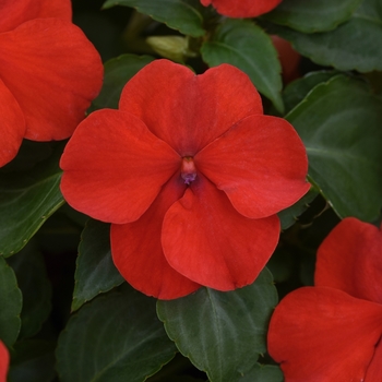 Impatiens walleriana - Beacon&trade; 'Bright Red'
