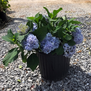 Hydrangea macrophylla 'Nikko Blue' (Bigleaf Hydrangea) - Nikko Blue Bigleaf Hydrangea