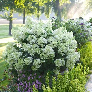 Hydrangea paniculata - 'Bobo&reg;' Panicle Hydrangea