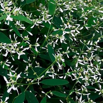 Euphorbia hypericifolia (Spurge) - Euphoric&trade; White Imp.