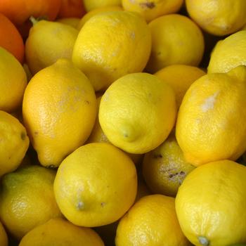 Citrus limon - Lemon