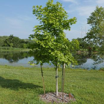 Quercus shumardii - Shumard Oak