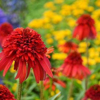 Echinacea purpurea 'Hot Papaya' (Coneflower) - Cone-fection&trade; Hot Papaya