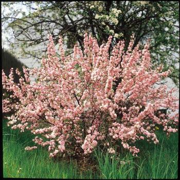 Prunus glandulosa - 'Rosea Plena' Pink Flowering Almond