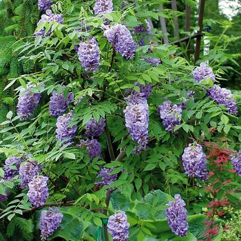Wisteria frutescens 'Amethyst Falls' (American Wisteria) - Amethyst Falls American Wisteria