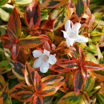 Abelia x grandiflora 'Kaleidoscope' PP16988 (Glossy Abelia) - Kaleidoscope Glossy Abelia