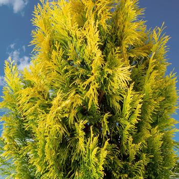 Thuja plicata '4EVER' PP19267 (Giant Arborvitae) - Forever Goldy Giant Arborvitae